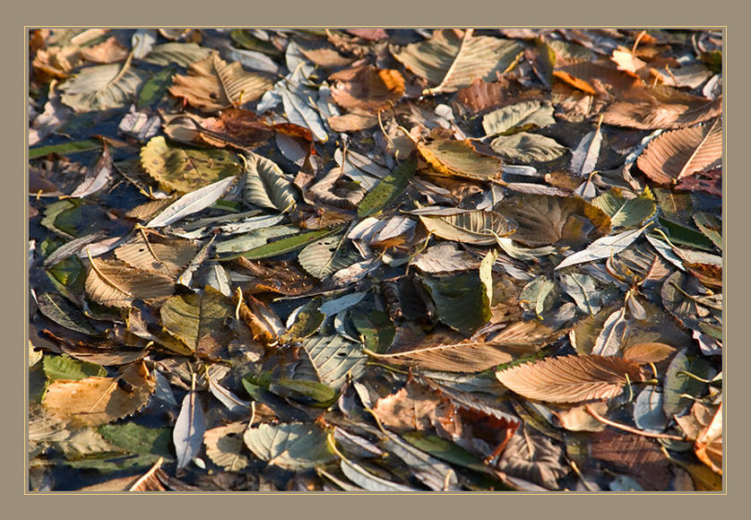 Auturm leaves 