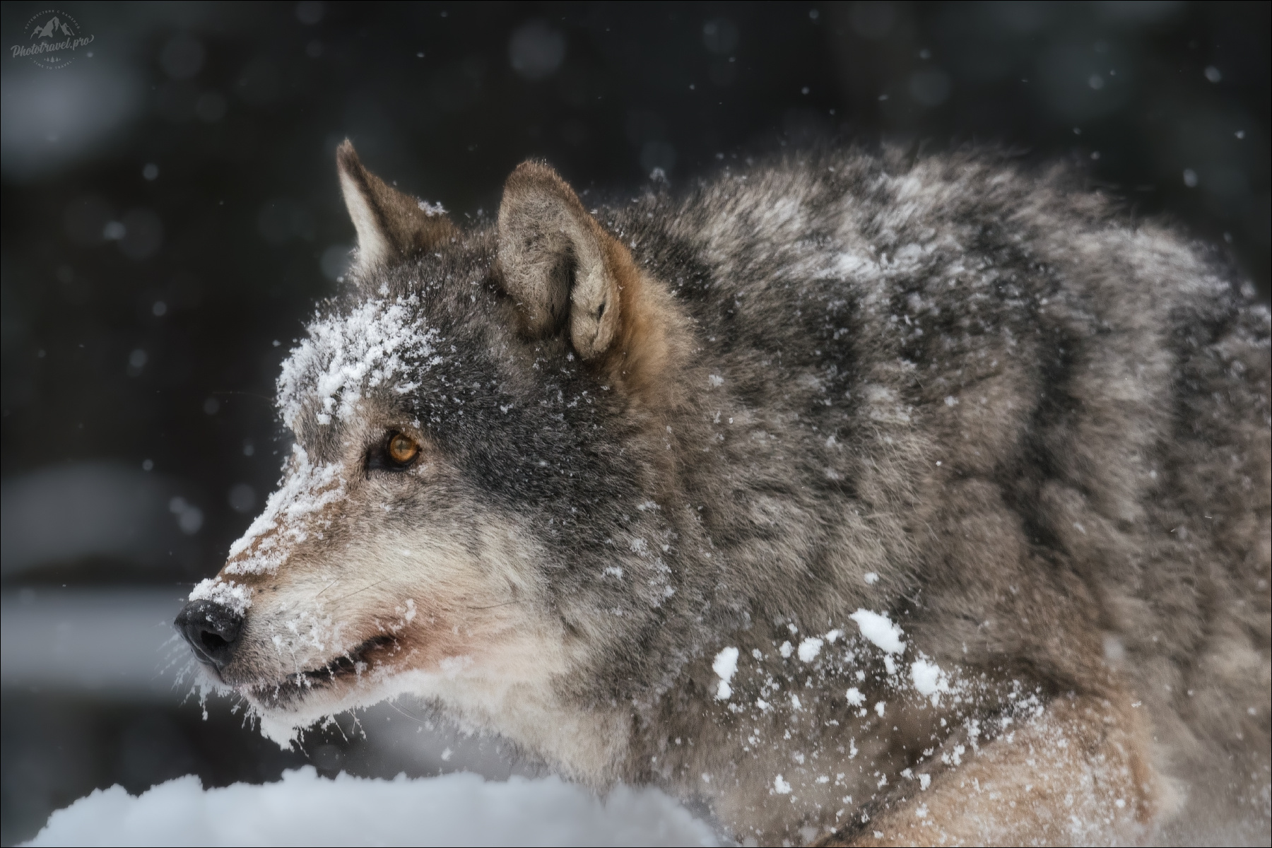 Взгляд волка волк серый европейский фототур в красный бор фотосъемка волков grey wolf canis lupus фототуры 2026 бег волка бегущий по снегу