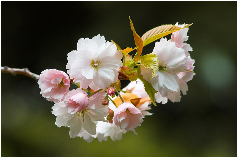 Сакура sakura японская вишня