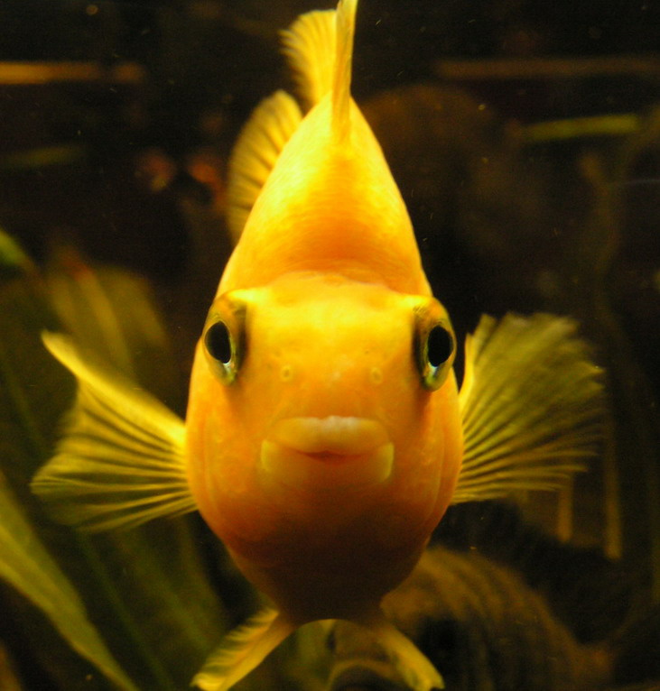 Fish 