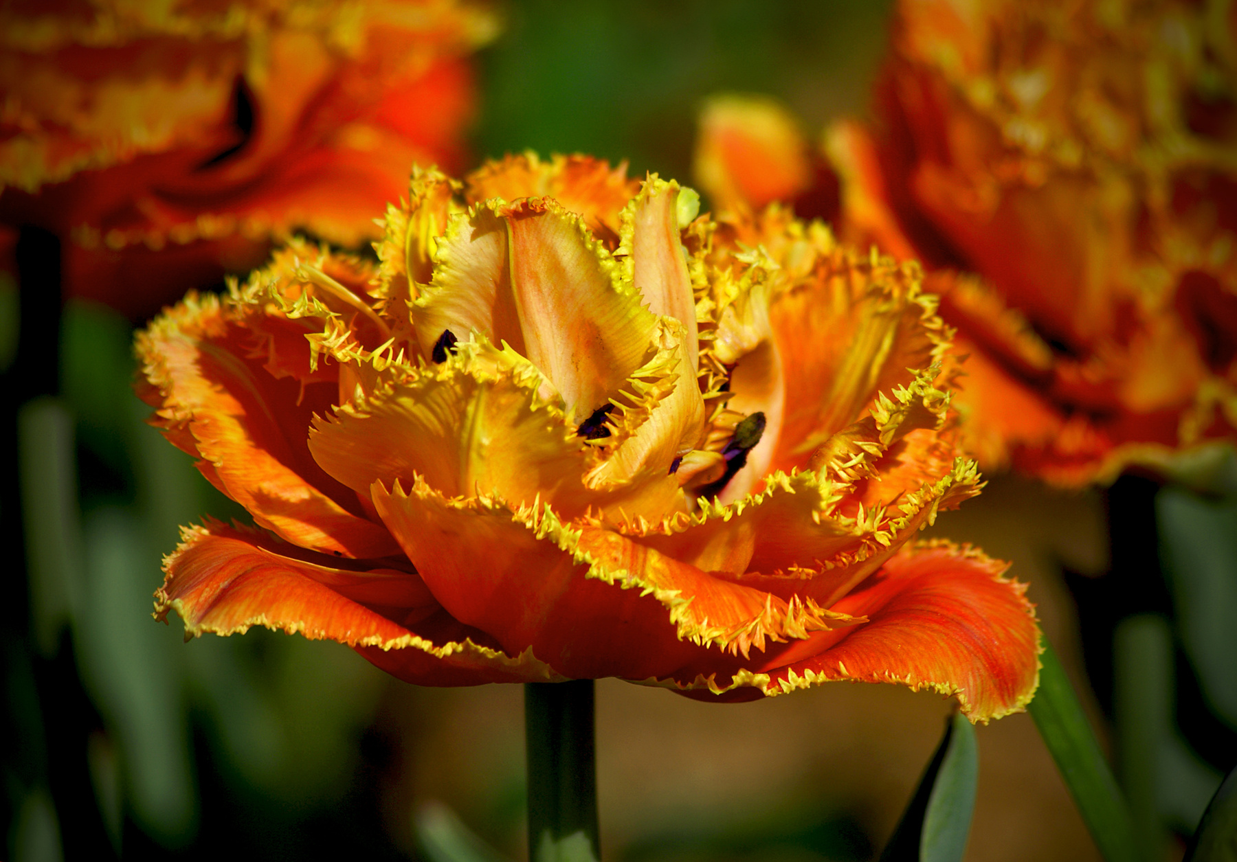 *** цветы природа весна тюльпан tulips тюльпаны май