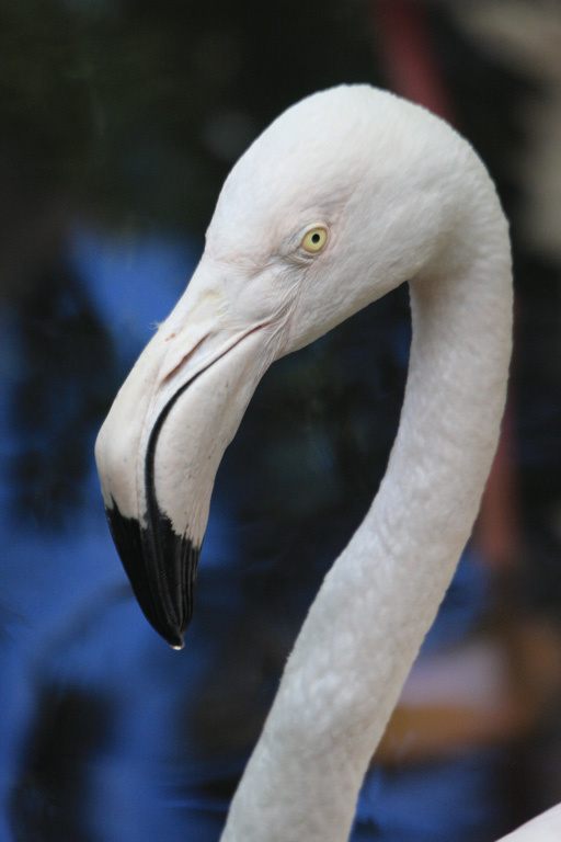 Flamingo\'s sight фламинго