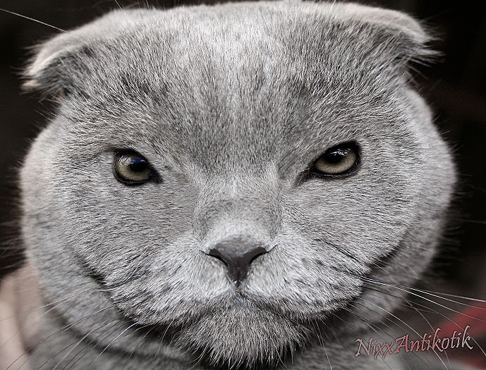 Аntikotik Кот