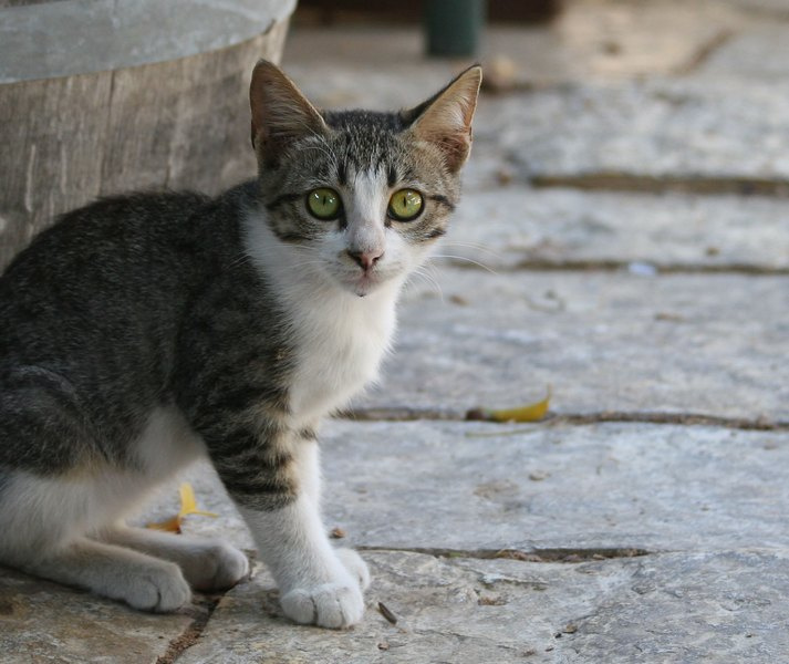 21836 Kitten 