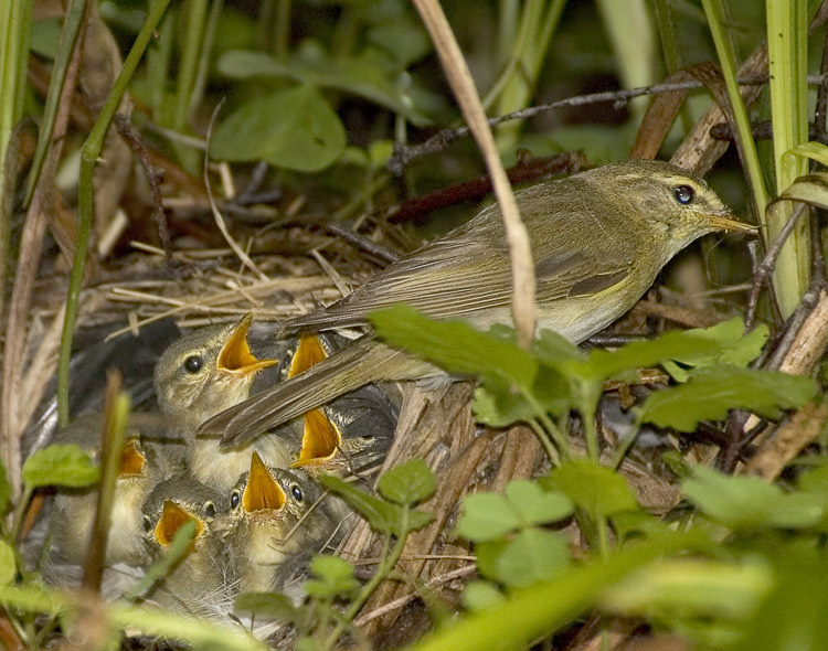 У гнезда пенки Пеночка-весничка, Willow Warbler, Phylloscopus trochilus