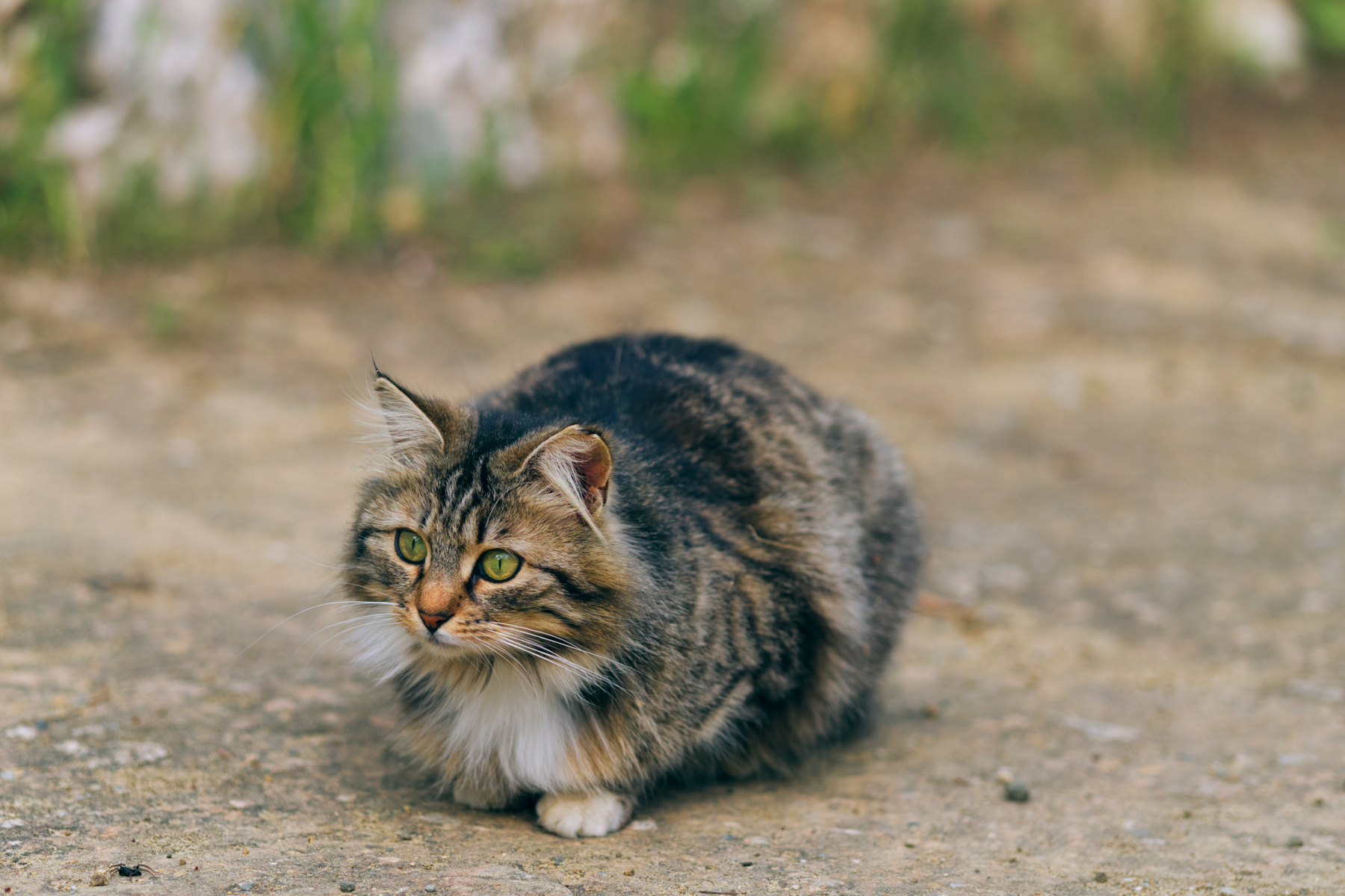 Кошка в парке кошки котенок парк
