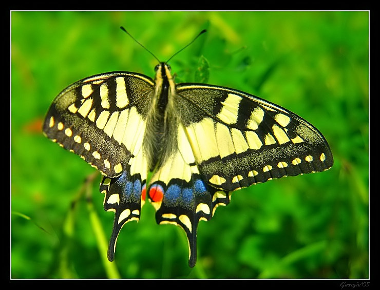 Butterfly 
