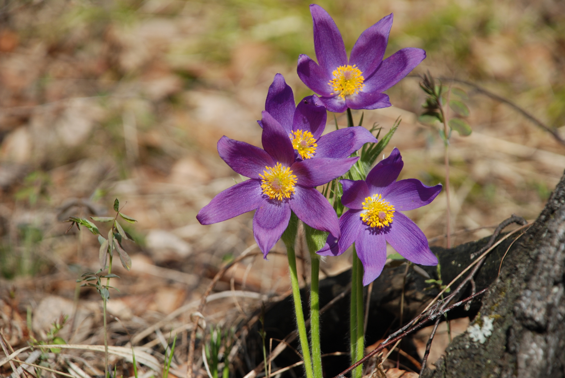 Прострел раскрытый (Pulsatilla patens - Ranunculaceae) Подснежники Прострел раскрытый Pulsatilla patens Ranunculaceae