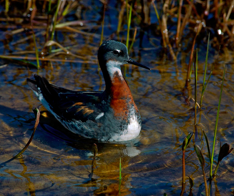 Эмансипированная штучка Круглоносый плавунчик, Phalaropus lobatus, Red-necked Phalarope, Tobseda, Barents Sea, Arctic