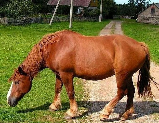 коняка :) лошадь ,конь