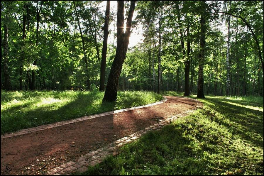 Там, на неведомых дорожках Лес
