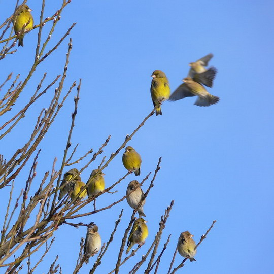 Zelenushki (Carduelis chloris) 