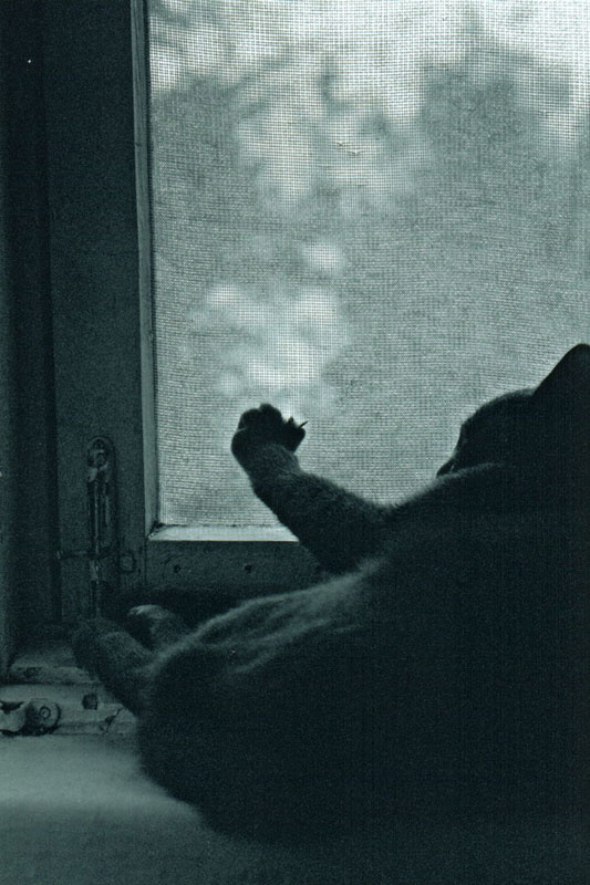 Кошкам тоже снятся сны cat dreams сны кошка