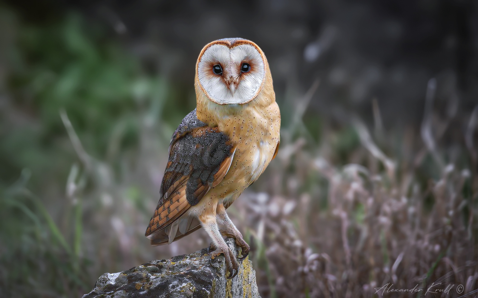 Черноглазая сова сипуха обыкновенная tyto alba barn owl