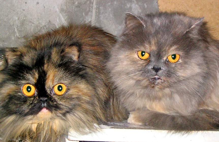 персики кошки, персидские кошки.