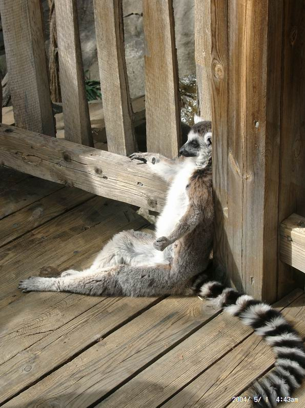 relax лемур