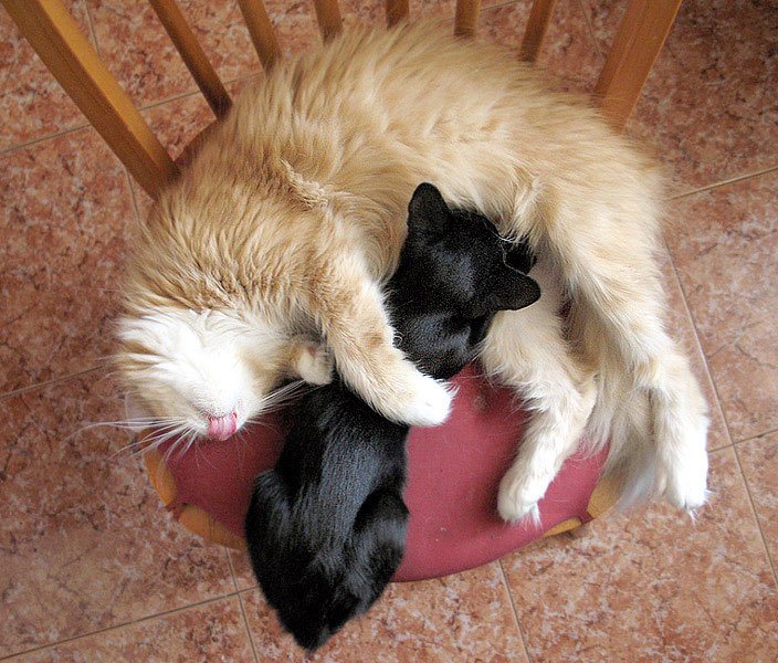 Ласковый котёнок двух кошек сосёт - 2 котенок кошка жанр цветной кормилица любовь