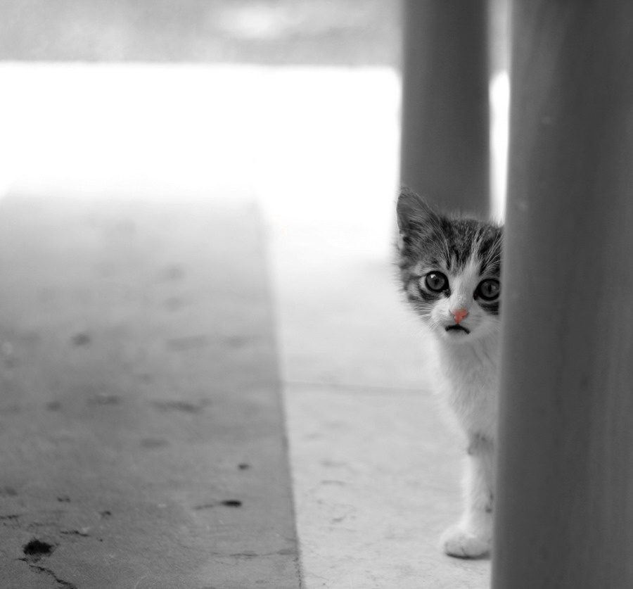 подглядывать... котенок