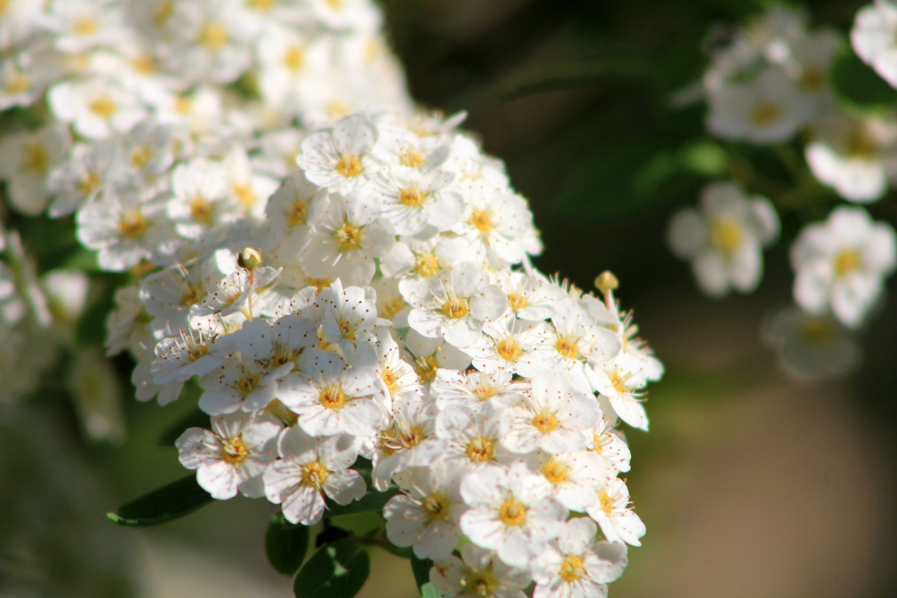 *spring 