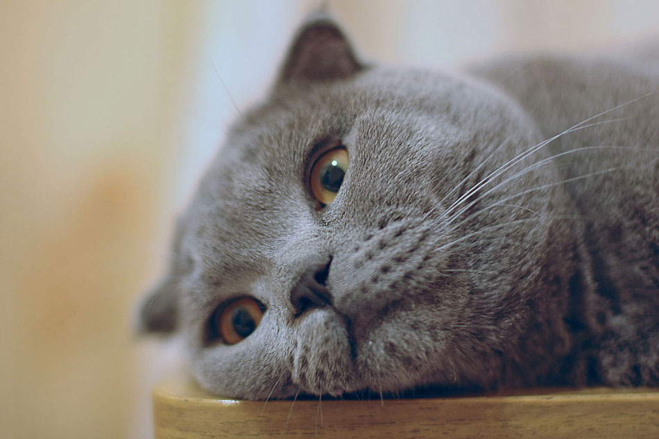 *** Кот