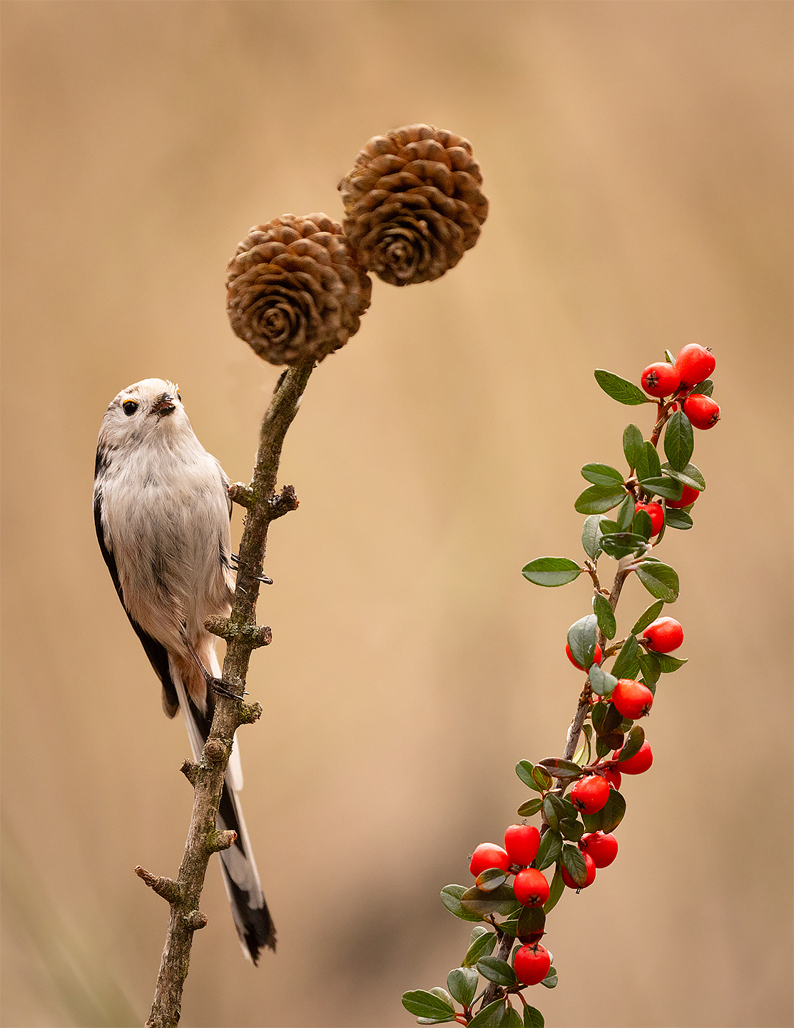 Long-tailed Ti 