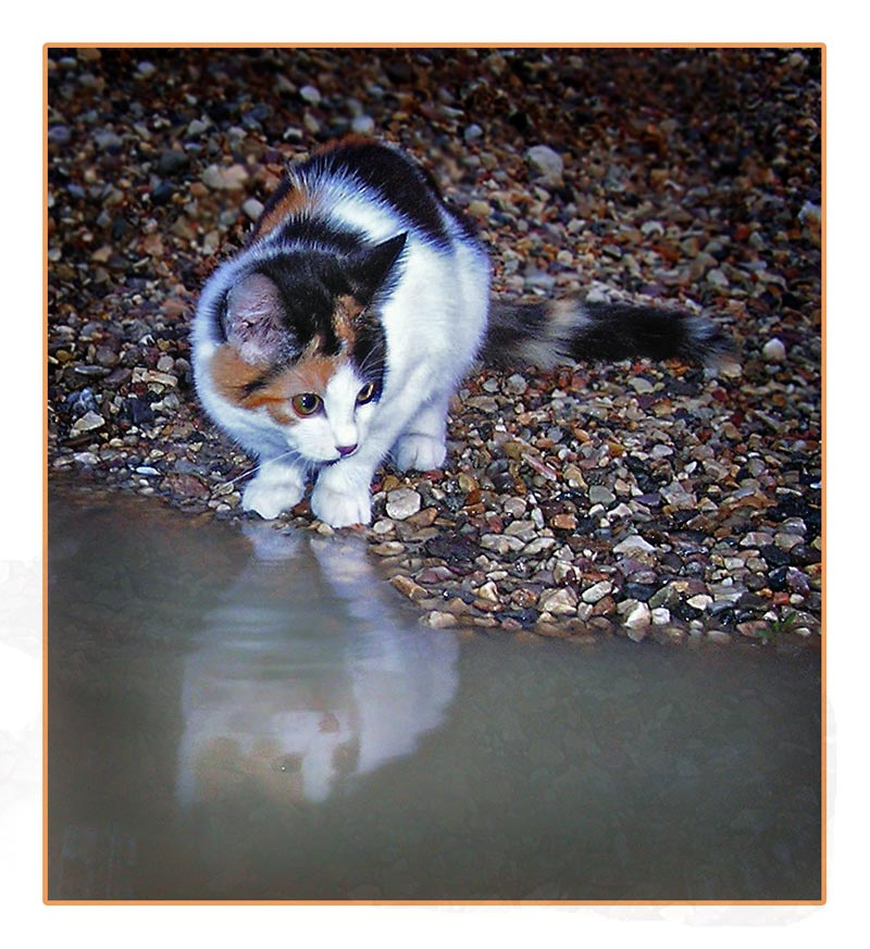 КОТ кот лужа