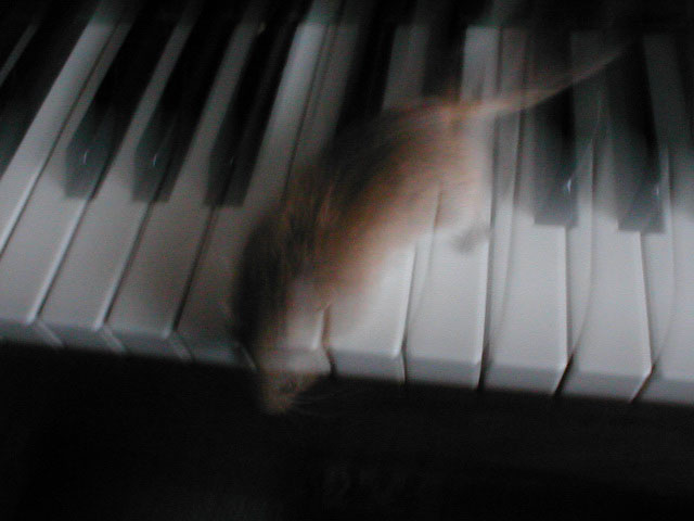 Little mouse Dream музыка животные