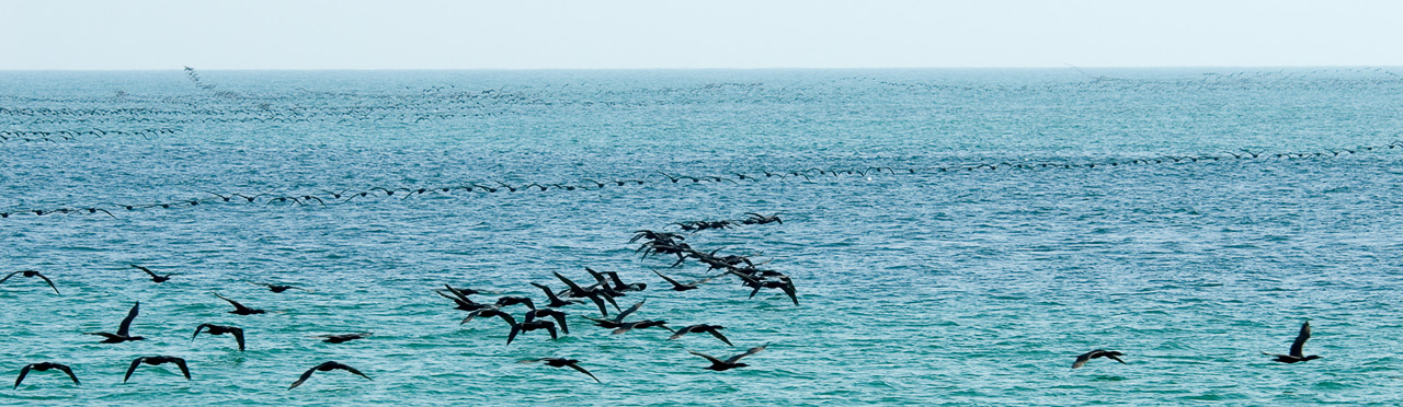 Бакланы летят Персидский баклан, Socotra cormorant, Phalacrocorax nigrogularis, армада