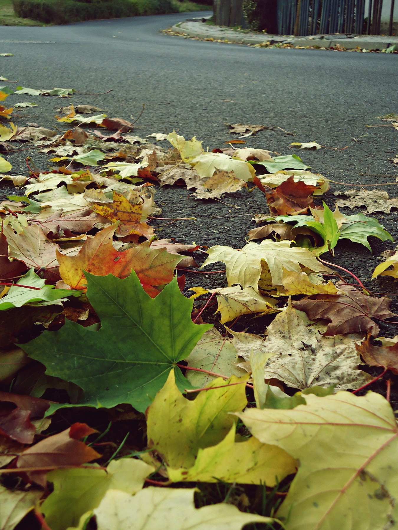 Leafy road 
