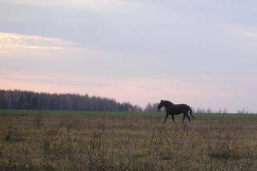 лошадь. рабочая 