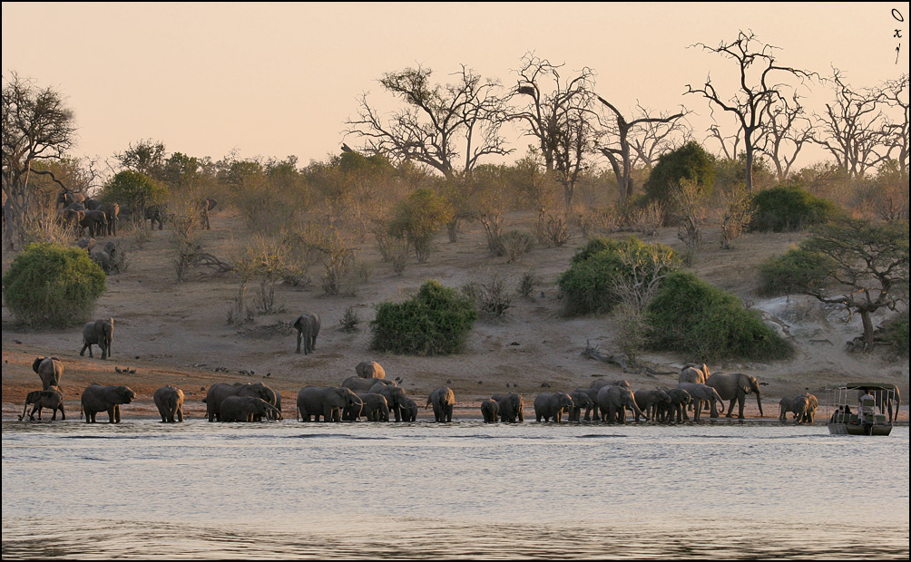 Организованной толпою... слон Чобе Ботсвана Африка Loxodonta africana Chobe Botsvana Africa