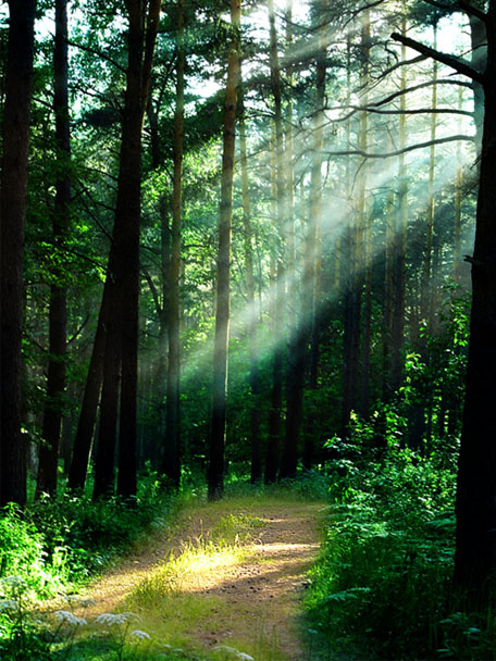 Forest 