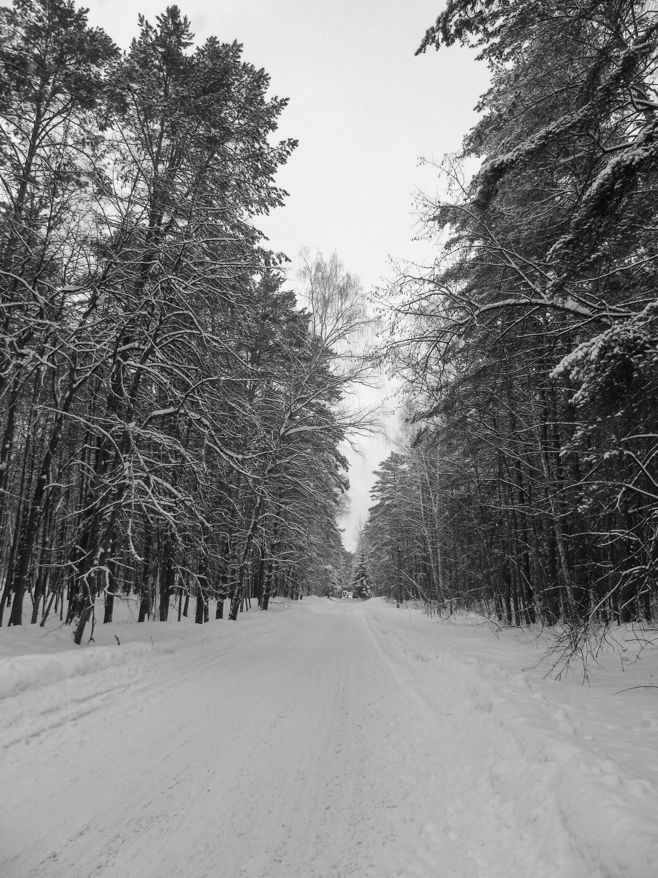 дорога в зимнем лесу лес.зима.январь.2022 год новый снег.метель.Россия.зимняя дорога.просека