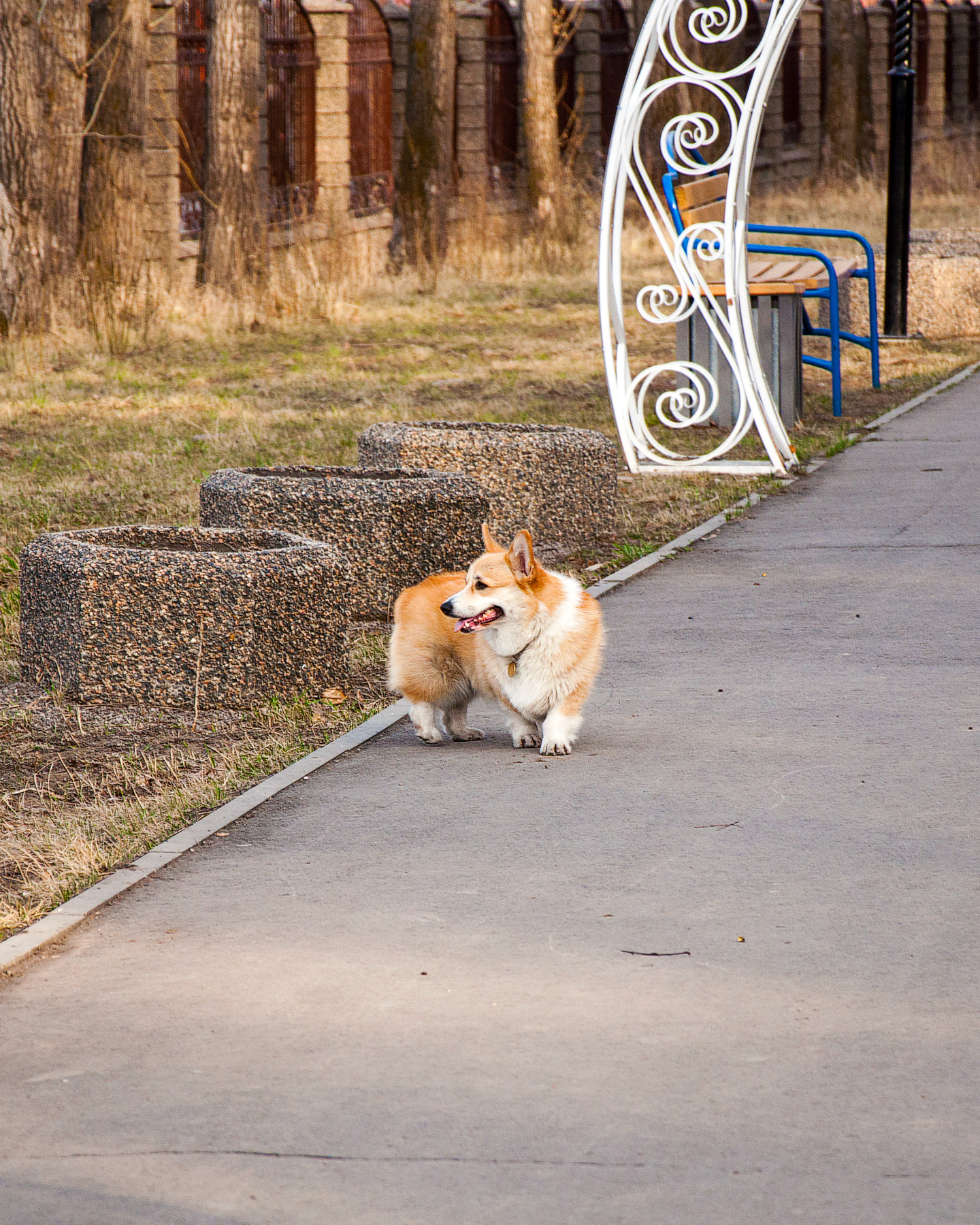 Прогулка Корги собака корги парк