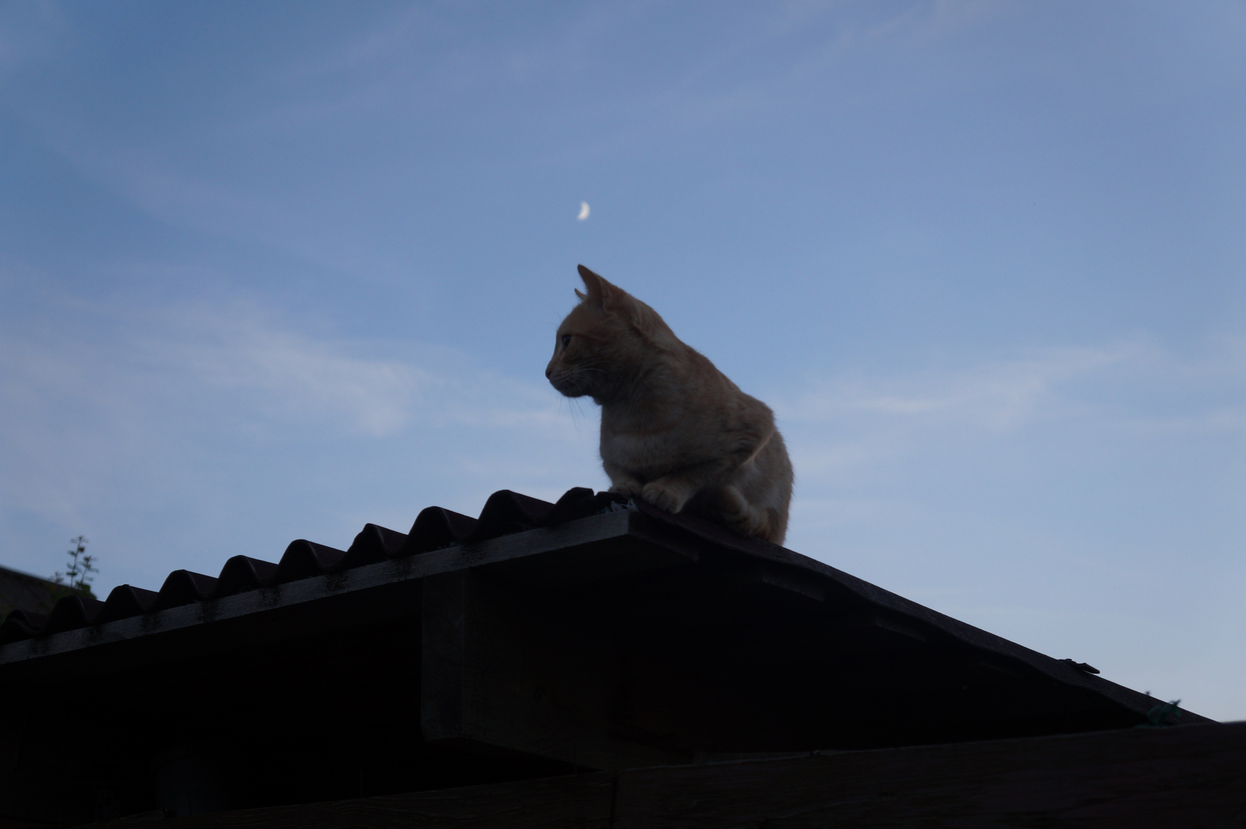 Лунный котик 