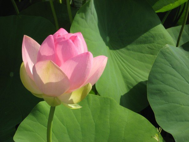 *** lotus beauty