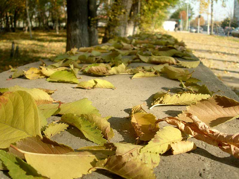 Золотая осень осень город листья