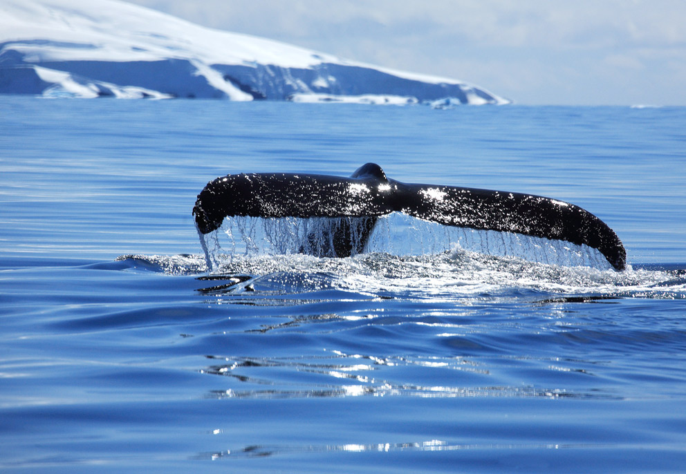 Photowhaling 2 Sun whale´s tail