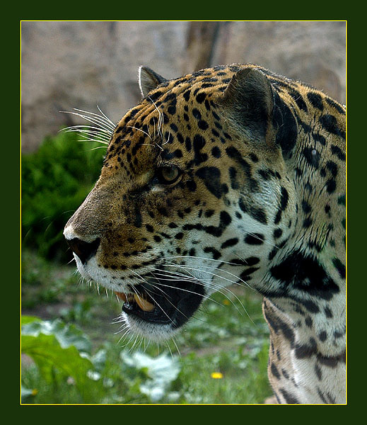 Ягуар ягуар Panthera onca