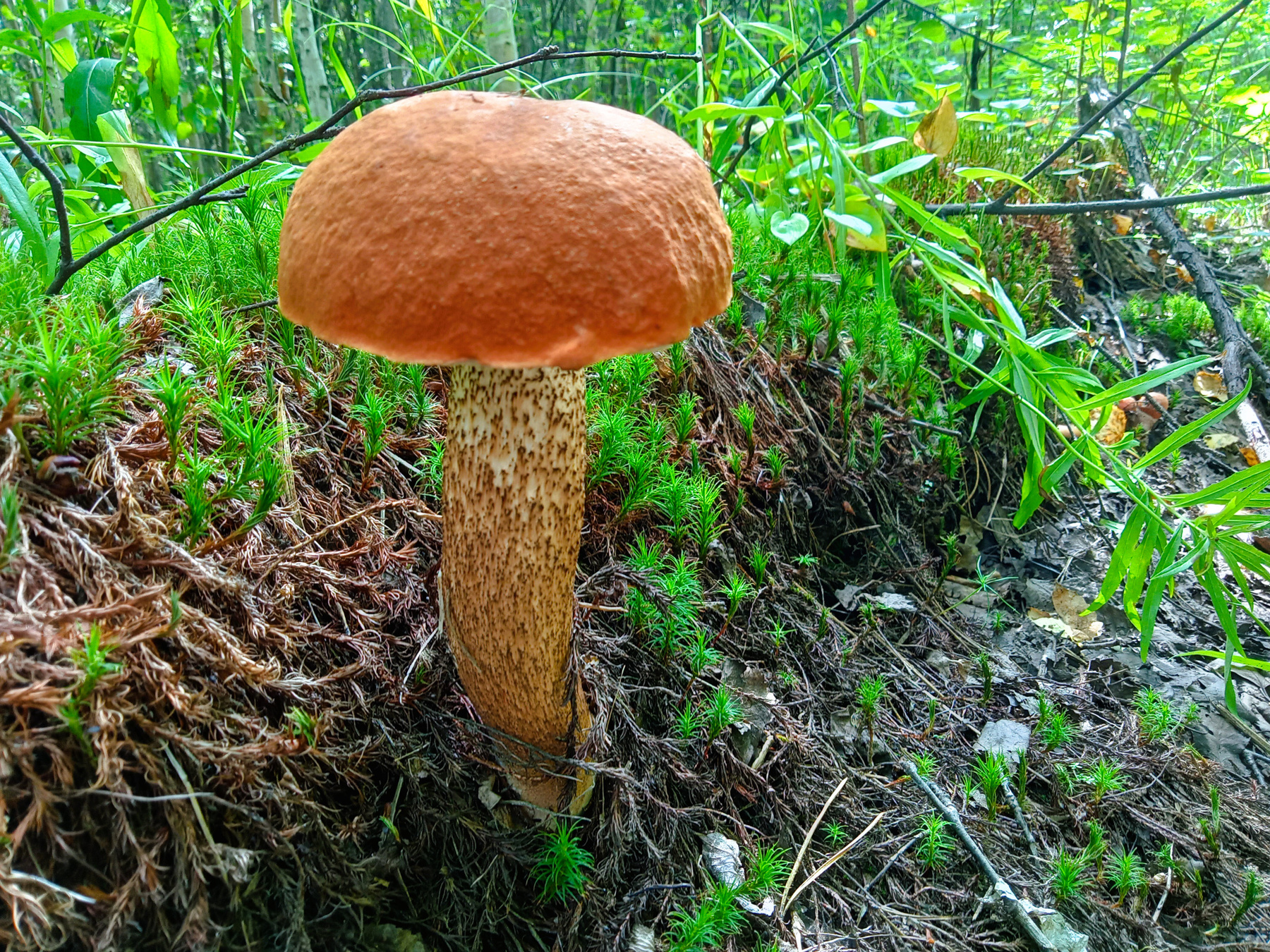 Красненький 