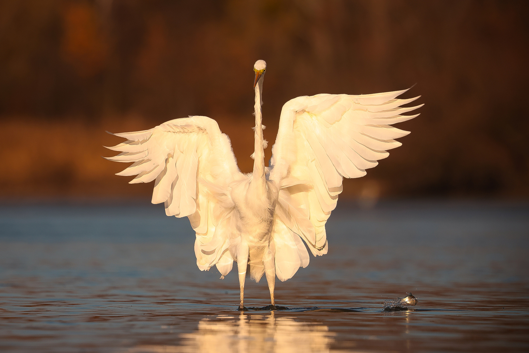 Heron 