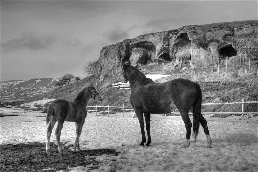 Длинноногие красотки ) лошадь horse