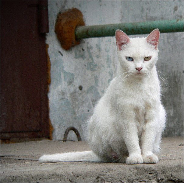 *** 