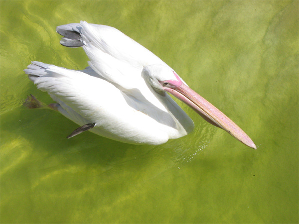 Pelecanus 