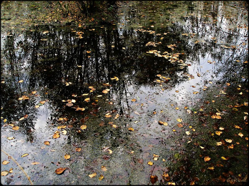 Осенний мотив Осень Листопад Отражение