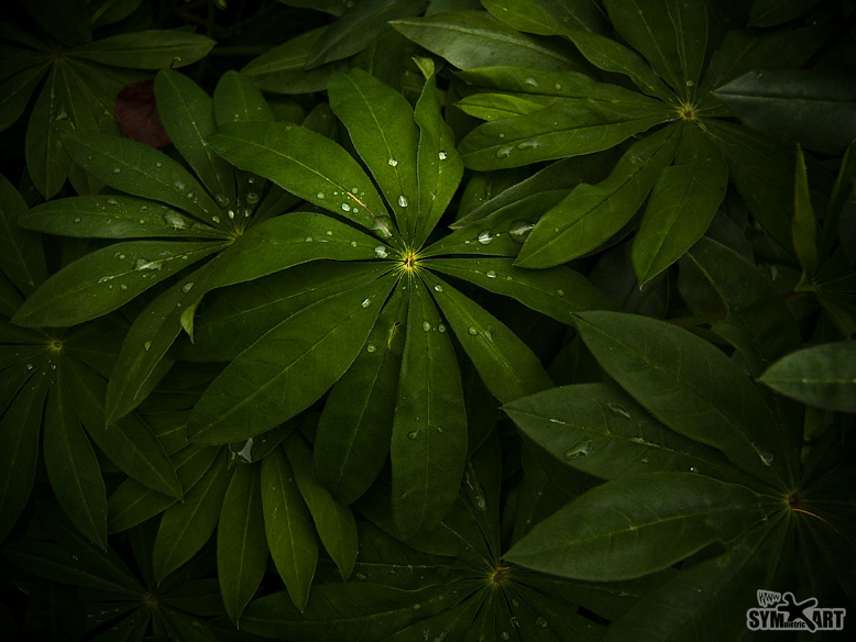Cannabis 