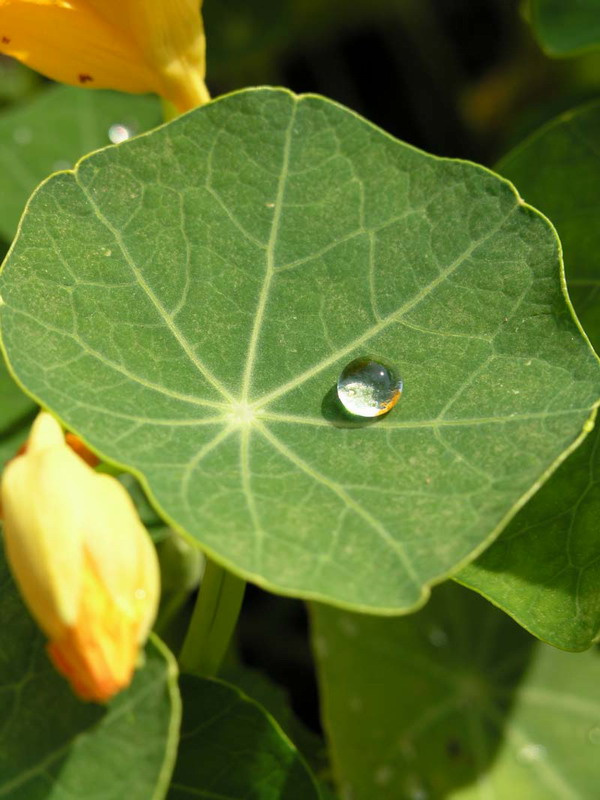 Капля росы капля роса
