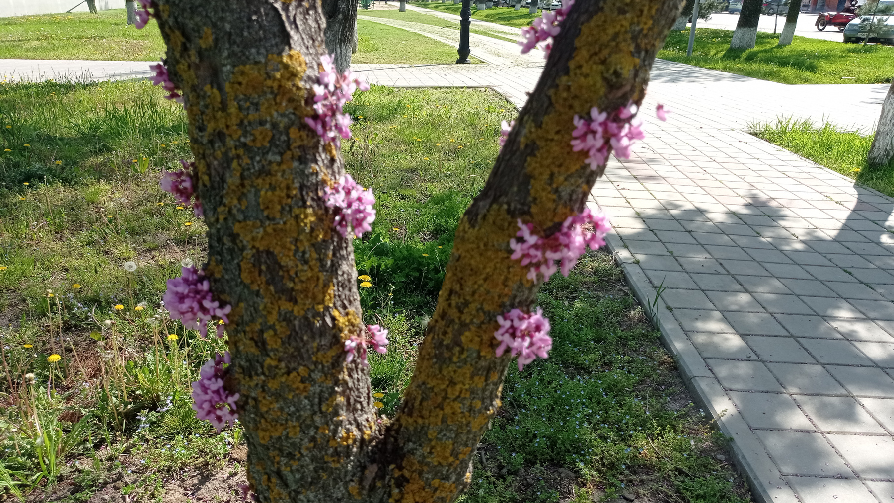 Глазами утра... Церцис канадсксий 