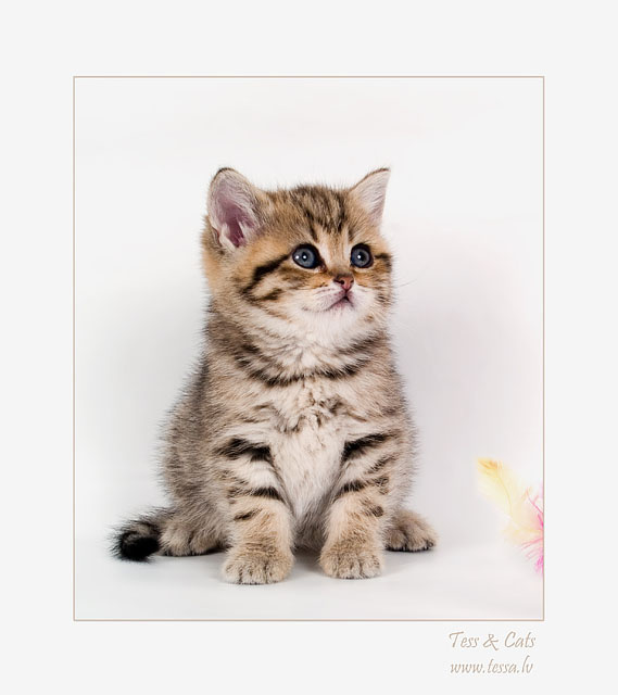 Тигр. Только очень маленький :) британский котенок