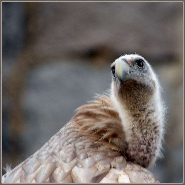 Гламурный портрет сипа белоголовый сип Gyps fulvus